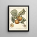 Traité des arbres fruitiers Pl06 - Henri-Louis Duhamel du Monceau — gerahmtes Bild an der Wand