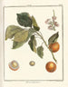 Traité des arbres fruitiers Pl07 - Henri-Louis Duhamel du Monceau — Ansicht des Kunstwerks