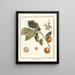 Traité des arbres fruitiers Pl07 - Henri-Louis Duhamel du Monceau — gerahmtes Bild an der Wand