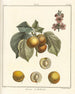 Traité des arbres fruitiers Pl08 - Henri-Louis Duhamel du Monceau — Ansicht des Kunstwerks
