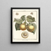 Traité des arbres fruitiers Pl10 - Henri-Louis Duhamel du Monceau — gerahmtes Bild an der Wand
