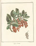 Traité des arbres fruitiers Pl11 - Henri-Louis Duhamel du Monceau — Ansicht des Kunstwerks