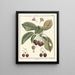 Traité des arbres fruitiers Pl12 - Henri-Louis Duhamel du Monceau — gerahmtes Bild an der Wand