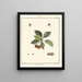 Traité des arbres fruitiers Pl14 - Henri-Louis Duhamel du Monceau — gerahmtes Bild an der Wand