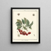 Traité des arbres fruitiers Pl17 - Henri-Louis Duhamel du Monceau — gerahmtes Bild an der Wand
