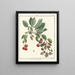 Traité des arbres fruitiers Pl18 - Henri-Louis Duhamel du Monceau — gerahmtes Bild an der Wand