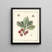 Traité des arbres fruitiers Pl19 - Henri-Louis Duhamel du Monceau — gerahmtes Bild an der Wand