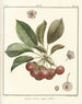 Traité des arbres fruitiers Pl20 - Henri-Louis Duhamel du Monceau — Ansicht des Kunstwerks