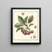 Traité des arbres fruitiers Pl20 - Henri-Louis Duhamel du Monceau — gerahmtes Bild an der Wand