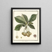Traité des arbres fruitiers Pl22 - Henri-Louis Duhamel du Monceau — gerahmtes Bild an der Wand