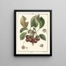 Traité des arbres fruitiers Pl23 - Henri-Louis Duhamel du Monceau — gerahmtes Bild an der Wand