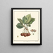 Traité des arbres fruitiers Pl25 - Henri-Louis Duhamel du Monceau — gerahmtes Bild an der Wand