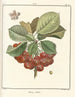 Traité des arbres fruitiers Pl26 - Henri-Louis Duhamel du Monceau — Ansicht des Kunstwerks