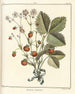 Traité des arbres fruitiers Pl31 - Henri-Louis Duhamel du Monceau — Ansicht des Kunstwerks