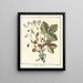Traité des arbres fruitiers Pl31 - Henri-Louis Duhamel du Monceau — gerahmtes Bild an der Wand