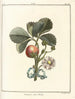 Traité des arbres fruitiers Pl33 - Henri-Louis Duhamel du Monceau — Ansicht des Kunstwerks