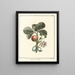 Traité des arbres fruitiers Pl33 - Henri-Louis Duhamel du Monceau — gerahmtes Bild an der Wand