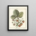 Traité des arbres fruitiers Pl34 - Henri-Louis Duhamel du Monceau — gerahmtes Bild an der Wand
