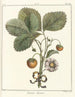Traité des arbres fruitiers Pl36 - Henri-Louis Duhamel du Monceau — Ansicht des Kunstwerks