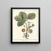 Traité des arbres fruitiers Pl36 - Henri-Louis Duhamel du Monceau — gerahmtes Bild an der Wand