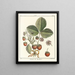 Traité des arbres fruitiers Pl37 - Henri-Louis Duhamel du Monceau — gerahmtes Bild an der Wand