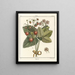 Traité des arbres fruitiers Pl38 - Henri-Louis Duhamel du Monceau — gerahmtes Bild an der Wand