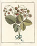 Traité des arbres fruitiers Pl39 - Henri-Louis Duhamel du Monceau — Ansicht des Kunstwerks