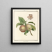 Traité des arbres fruitiers Pl42 - Henri-Louis Duhamel du Monceau — gerahmtes Bild an der Wand