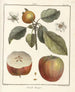 Traité des arbres fruitiers Pl44 - Henri-Louis Duhamel du Monceau — Ansicht des Kunstwerks