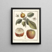 Traité des arbres fruitiers Pl44 - Henri-Louis Duhamel du Monceau — gerahmtes Bild an der Wand
