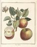Traité des arbres fruitiers Pl45 - Henri-Louis Duhamel du Monceau — Ansicht des Kunstwerks
