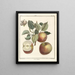 Traité des arbres fruitiers Pl45 - Henri-Louis Duhamel du Monceau — gerahmtes Bild an der Wand