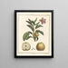 Traité des arbres fruitiers Pl46 - Henri-Louis Duhamel du Monceau — gerahmtes Bild an der Wand