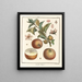 Traité des arbres fruitiers Pl47 - Henri-Louis Duhamel du Monceau — gerahmtes Bild an der Wand