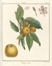 Traité des arbres fruitiers Pl48 - Henri-Louis Duhamel du Monceau — Ansicht des Kunstwerks