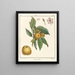 Traité des arbres fruitiers Pl48 - Henri-Louis Duhamel du Monceau — gerahmtes Bild an der Wand