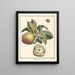 Traité des arbres fruitiers Pl49 - Henri-Louis Duhamel du Monceau — gerahmtes Bild an der Wand
