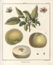 Traité des arbres fruitiers Pl50 - Henri-Louis Duhamel du Monceau — Ansicht des Kunstwerks