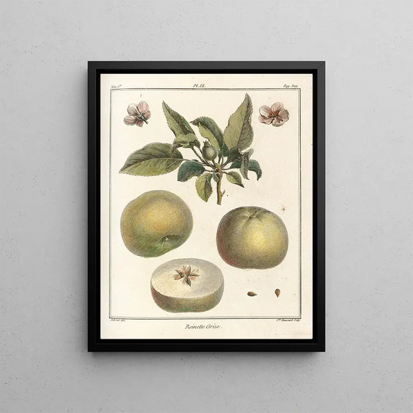 HenriLouis Duhamel du Monceau - Trait des arbres fruitiers Pl50.webp