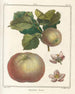 Traité des arbres fruitiers Pl51 - Henri-Louis Duhamel du Monceau — Ansicht des Kunstwerks