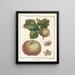 Traité des arbres fruitiers Pl51 - Henri-Louis Duhamel du Monceau — gerahmtes Bild an der Wand