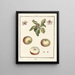 Traité des arbres fruitiers Pl52 - Henri-Louis Duhamel du Monceau — gerahmtes Bild an der Wand