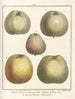 Traité des arbres fruitiers Pl53 - Henri-Louis Duhamel du Monceau — Ansicht des Kunstwerks