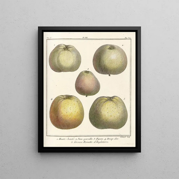 HenriLouis Duhamel du Monceau - Trait des arbres fruitiers Pl53.webp