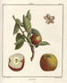 Traité des arbres fruitiers Pl54 - Henri-Louis Duhamel du Monceau — Ansicht des Kunstwerks