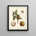 Traité des arbres fruitiers Pl54 - Henri-Louis Duhamel du Monceau — gerahmtes Bild an der Wand