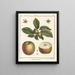 Traité des arbres fruitiers Pl55 - Henri-Louis Duhamel du Monceau — gerahmtes Bild an der Wand