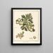 Traité des arbres fruitiers Pl56 - Henri-Louis Duhamel du Monceau — gerahmtes Bild an der Wand