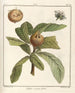 Traité des arbres fruitiers Pl58 - Henri-Louis Duhamel du Monceau — Ansicht des Kunstwerks