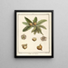 Traité des arbres fruitiers Pl59 - Henri-Louis Duhamel du Monceau — gerahmtes Bild an der Wand